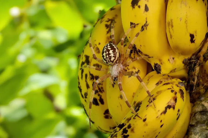 Les 5 araignées les plus dangereuses au monde