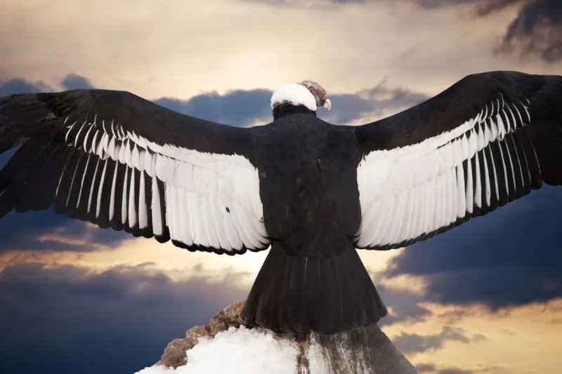Où voir les condors au Pérou ?