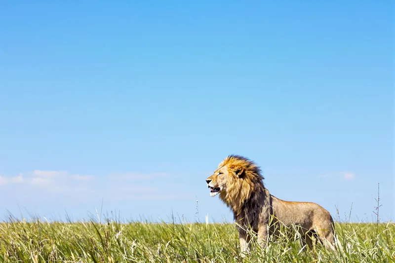 Combien coûte un safari en Tanzanie ?